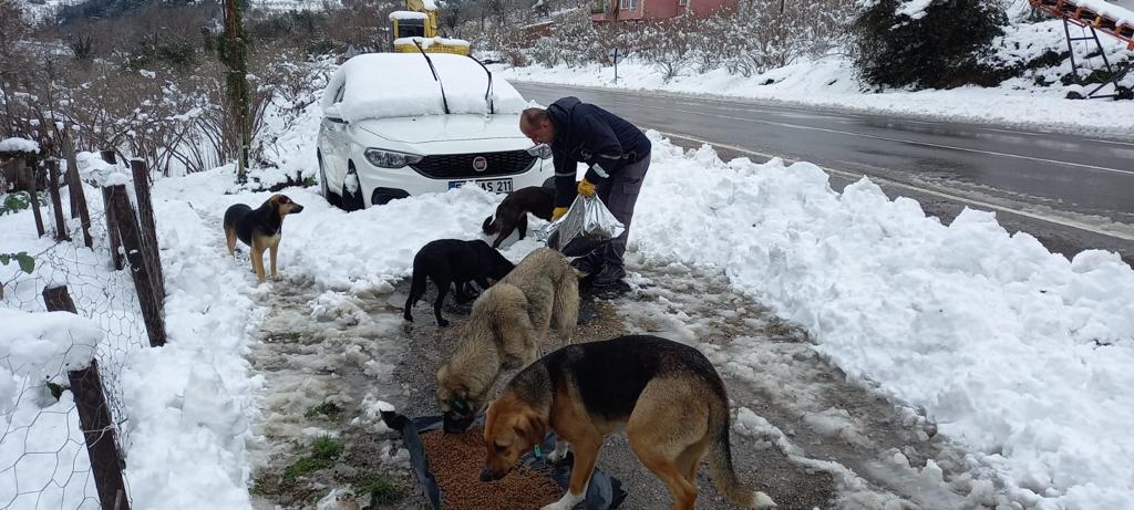 BÜYÜKŞEHİR SOKAK HAYVANLARINI UNUTMADI!